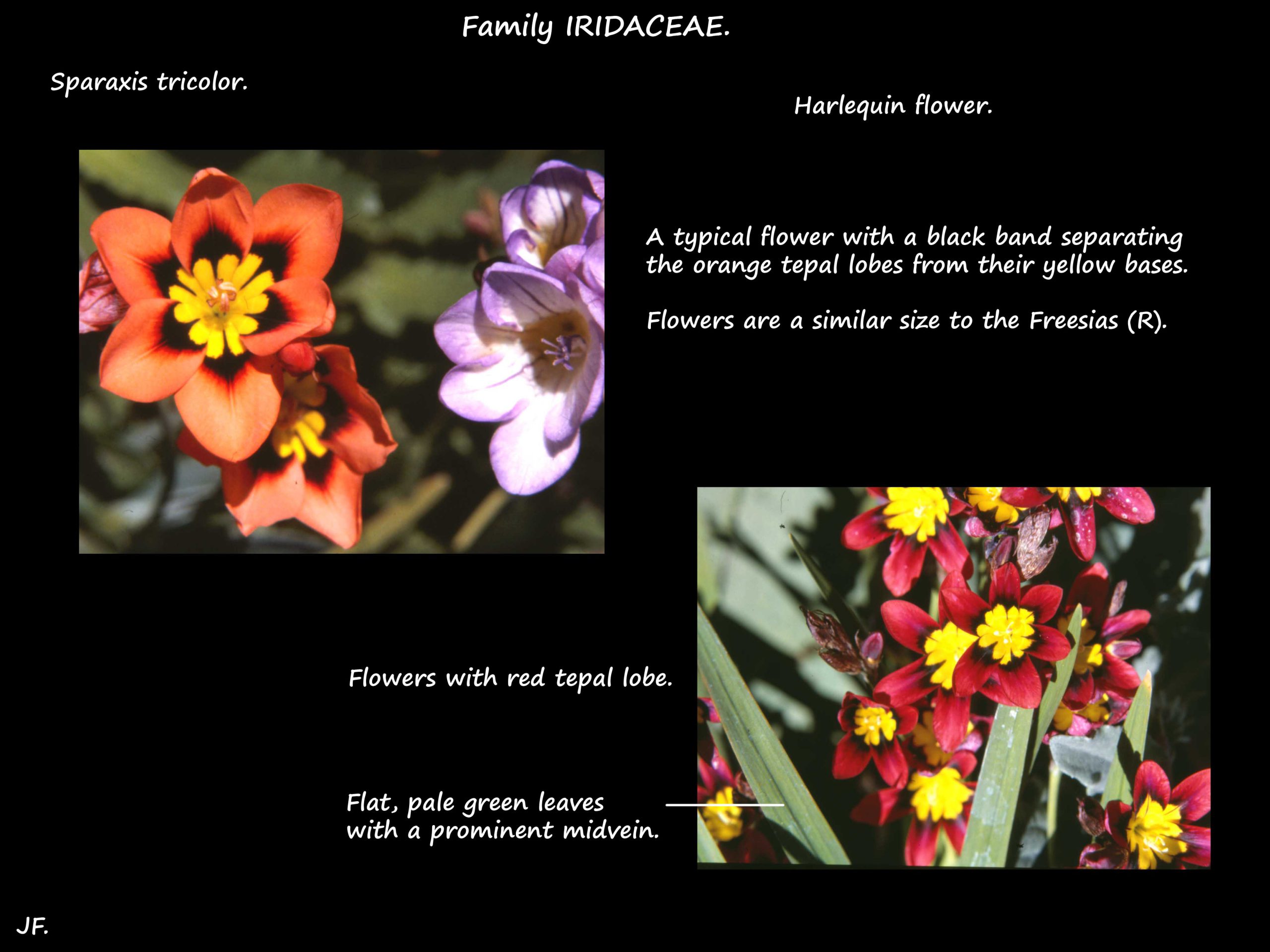 1 Harlequin flower